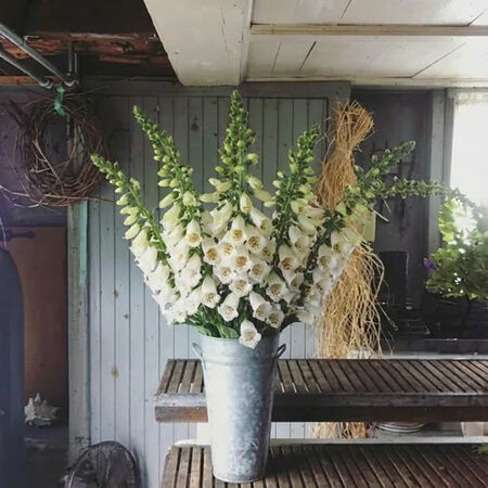 Camelot White, (F1) Digitalis Seeds - Packet image number null